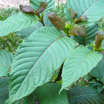 a kratom plant