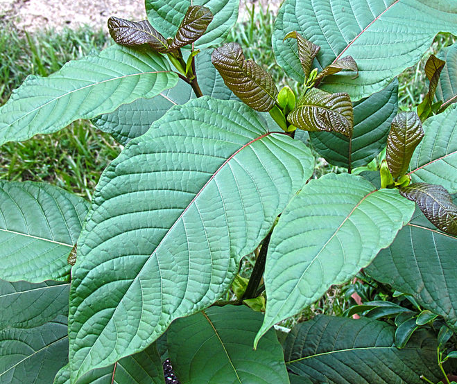 a kratom plant