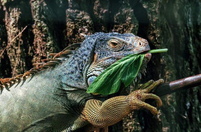 feeding