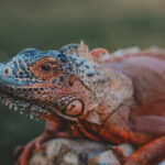 lizard