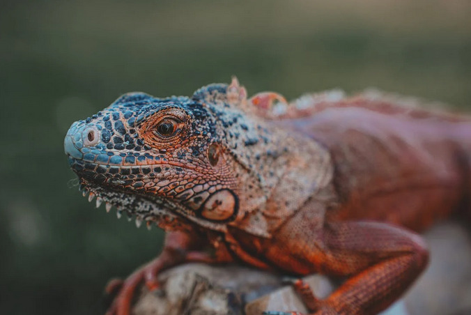 How to Keep Reptile Pets Healthy